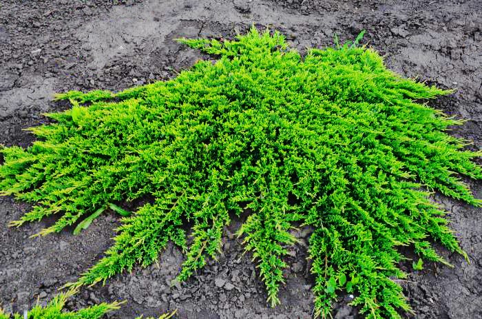 Creeping Juniper, Trailing Juniper, Creeping Cedar Prince of Wales