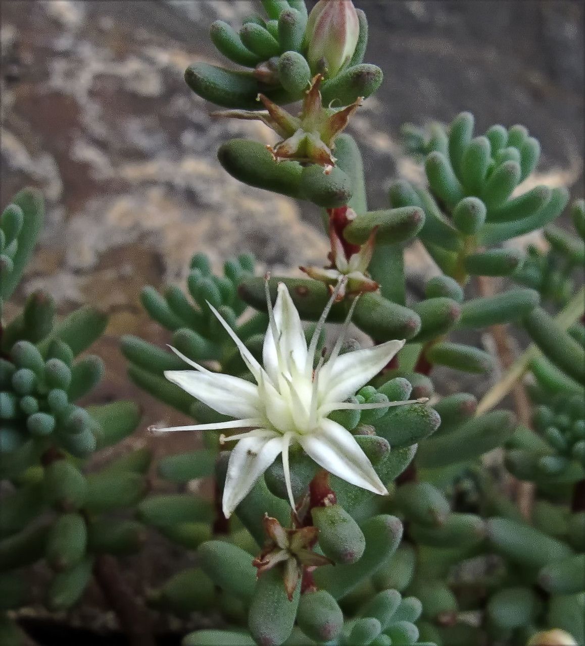 Sedum Species, Havards Stonecrop