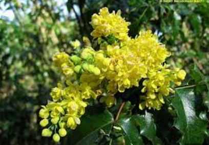 Berberis Species, Island Barberry
