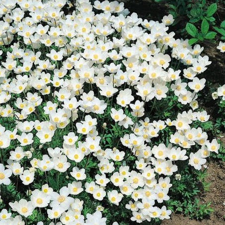 Anemone, Snowdrop Windflower Madonna Snowdrop