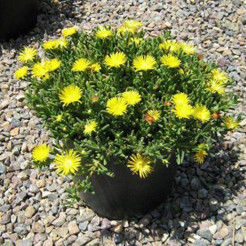 Rocky Point Ice Plant