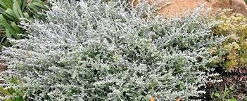 Helichrysum, Licorice Plant Minus