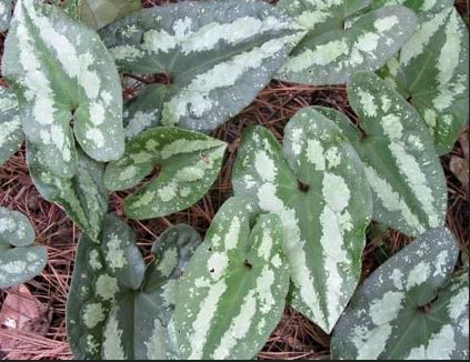 Asarum, Chinese Wild ginger, Sichuan Ginger Quick Silver