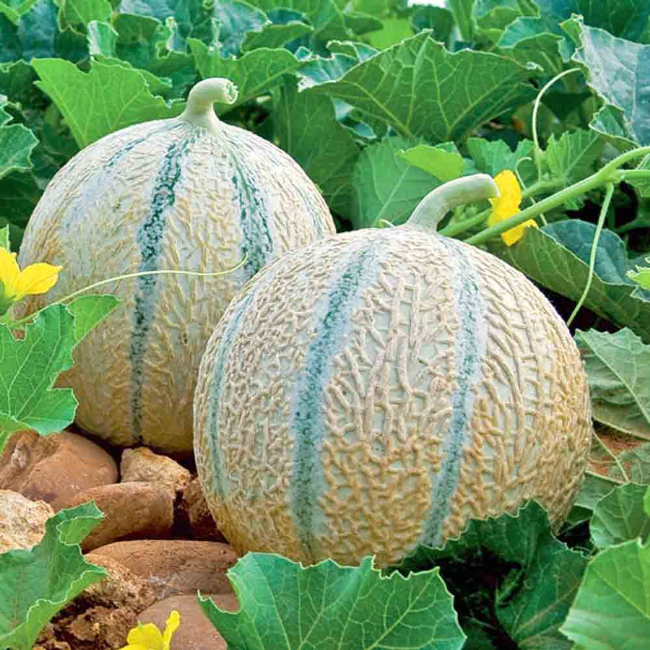 Charentais Melon Quevedo