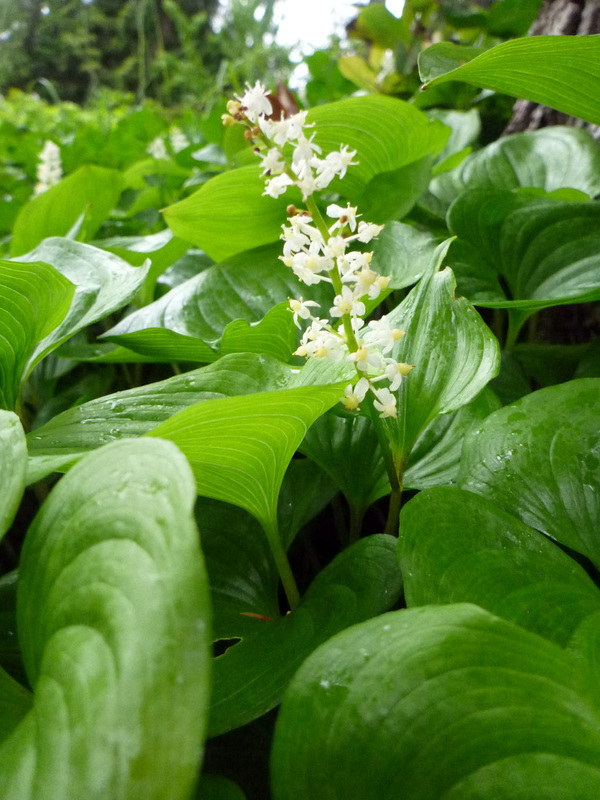 False Lily of the Valley