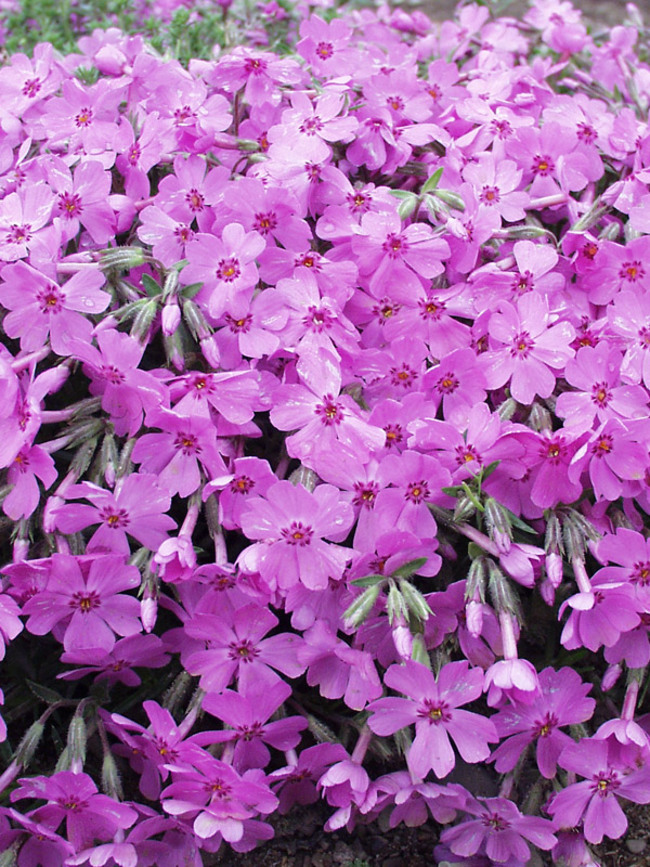 Creeping Phlox, Moss Phlox Arctic Deep Pink