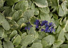 Ajuga, Bugle, Bugleweed, Carpet Bugle Silver Queen