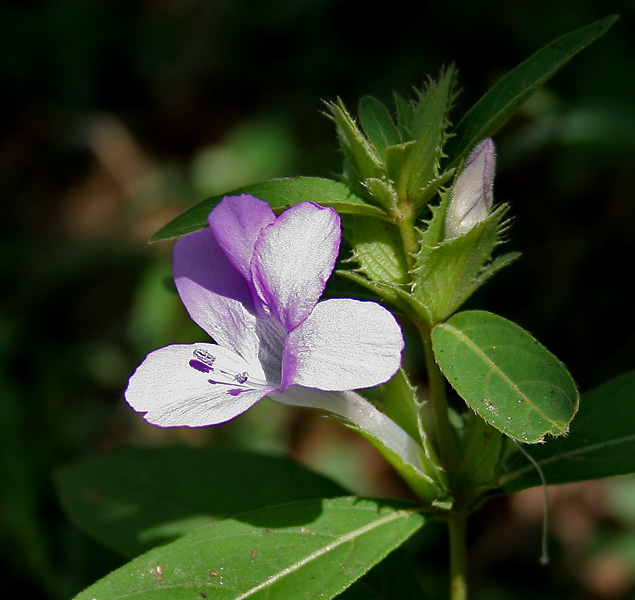 Barleria Species