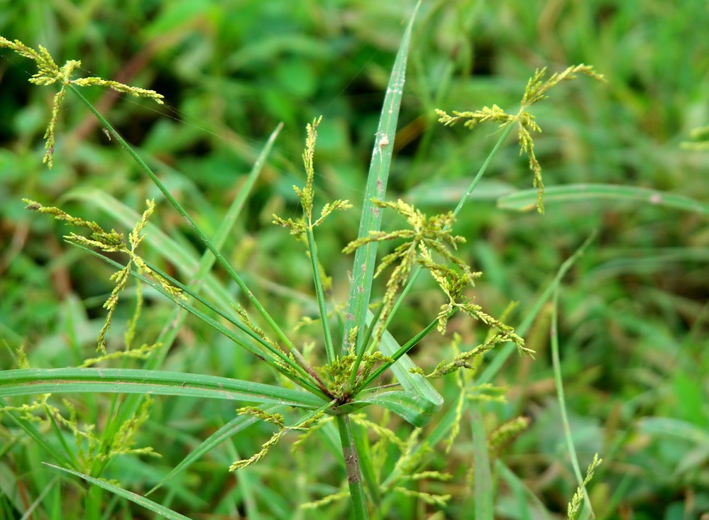 Chufa, Yellow Nutsedge, Earth Nut