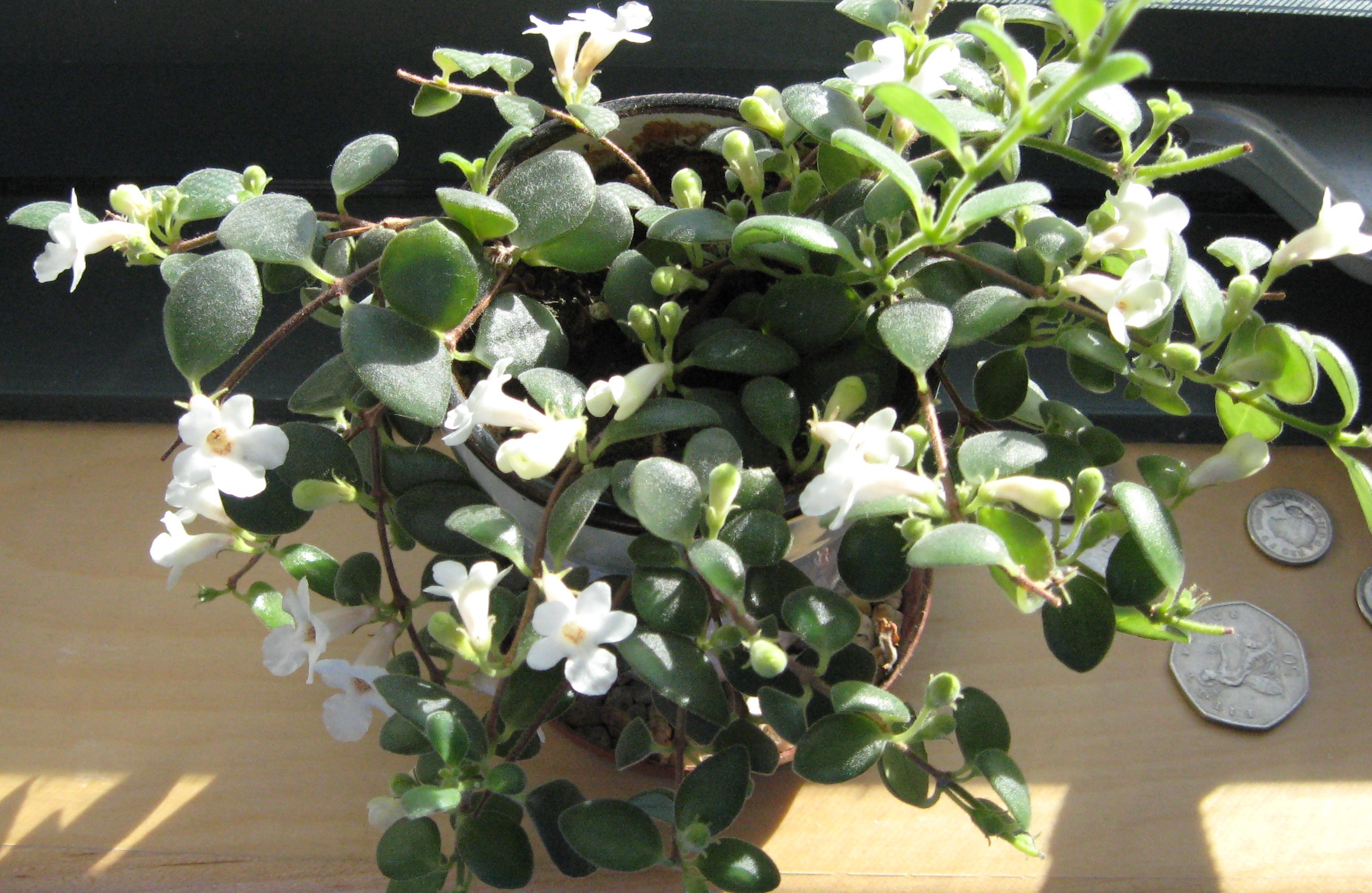 Codonanthe