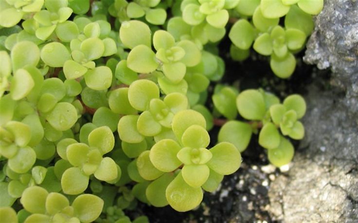 Sedum Species, Japanese Sedum, Stonecrop Limelight
