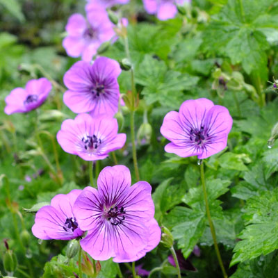 Geranium, Cranesbill, Hardy Geranium Pink Penny