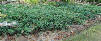 Creeping Juniper, Trailing Juniper, Creeping Cedar Bar Harbor