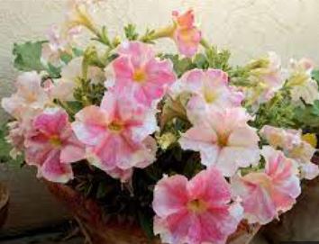 Petunia, Grandiflora Petunia Flambe Salmon