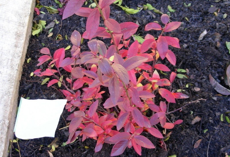 Vaccinium, Dwarf Blueberry, Lowbush Blueberry Top Hat