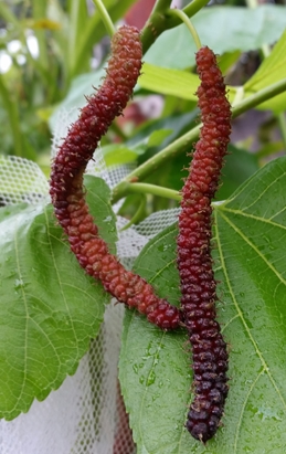 Mulberry Red Shahtoot