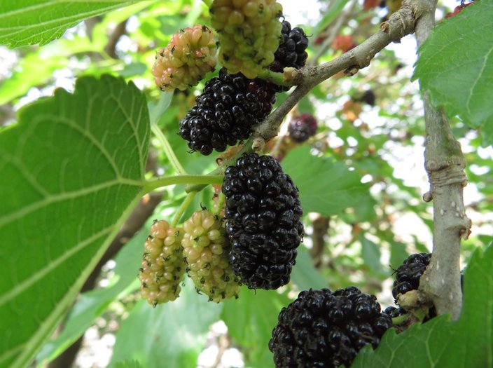 Black Mulberry, Toot Tree Superberry