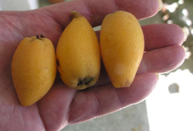 Eriobotrya, Japanese Plum, Loquat Fatma