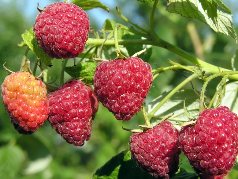 Raspberry, Red Raspberry, European Raspberry Autumn Britten