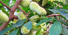 Pawpaw, Paw Paw, Papaw, Poor Man's Banana, Michigan Banana 'Adam's Secret'