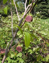 Pawpaw, Paw Paw, Papaw, Poor Man's Banana, Michigan Banana 'Mason/WLW'