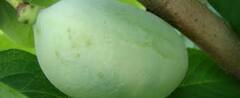 Pawpaw, Paw Paw, Papaw, Poor Man's Banana, Michigan Banana 'Sweet Alice'