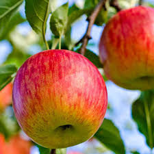 Apple Auvil Early Fuji