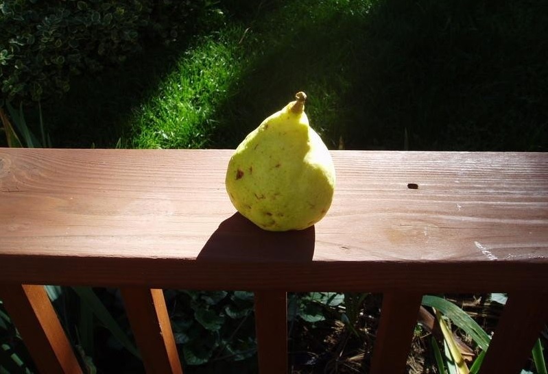 Common Pear, European Pear Orcas