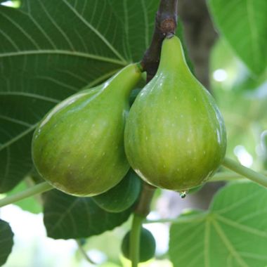 Common Fig, Edible Fig, Higo Italian Honey