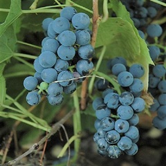 Grape 'Valiant'