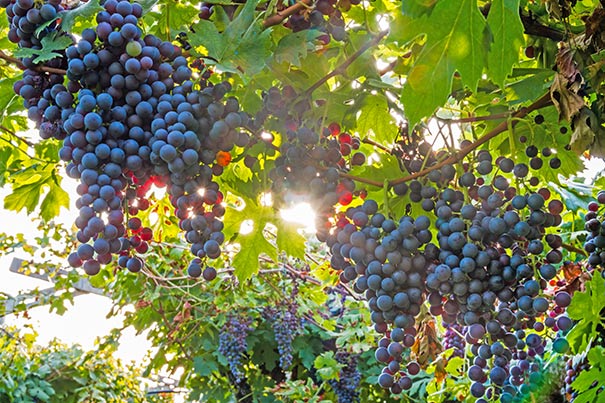 Grape Marechal Foch