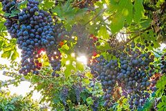Grape 'Marechal Foch'