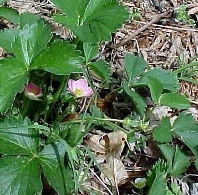 Strawberry Pretty in Pink