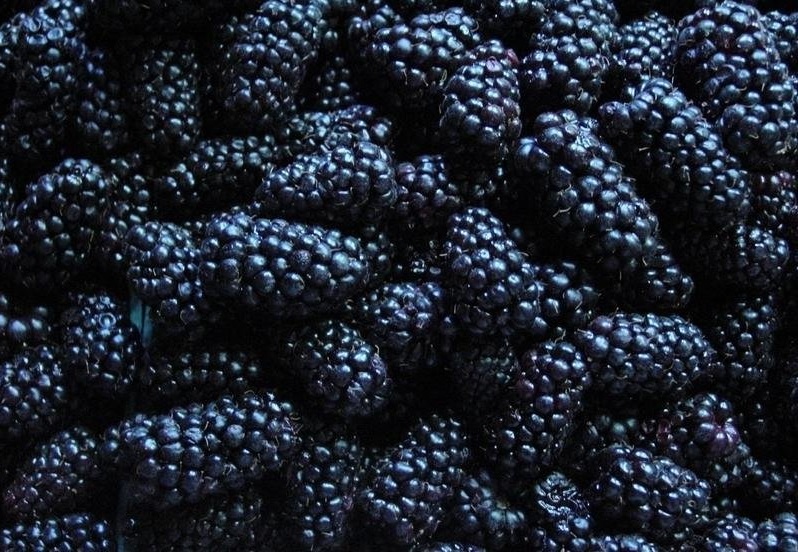 Boysenberry Boysen