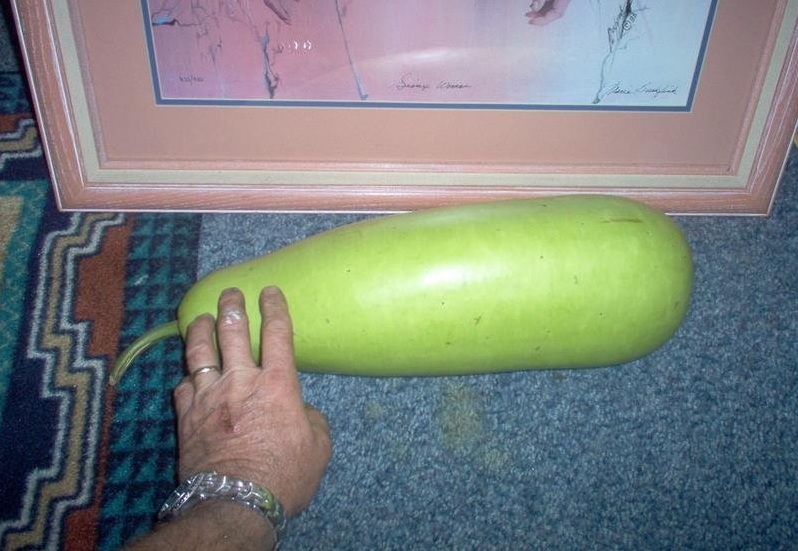Bottle Gourd Basic/Dudhi