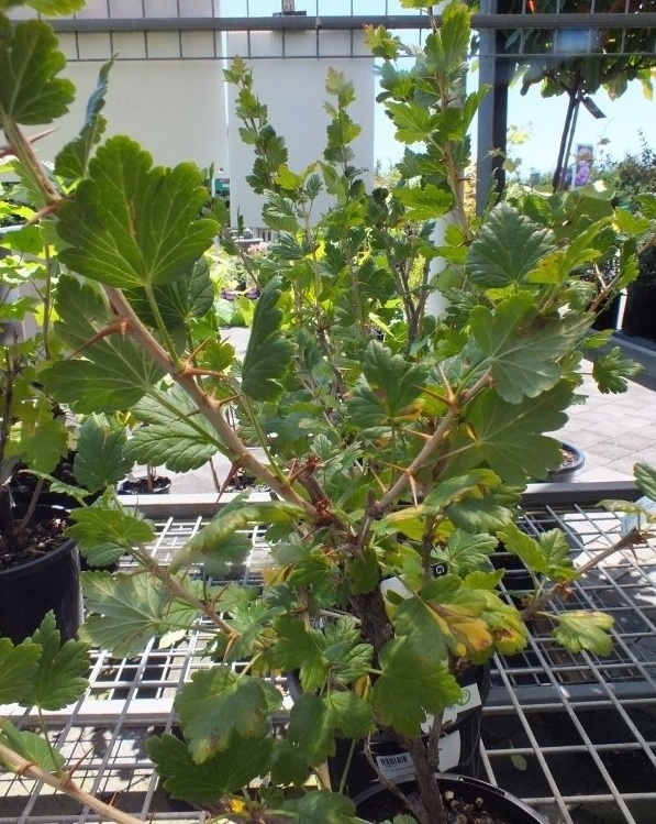 Ribes, European Gooseberry Invicta