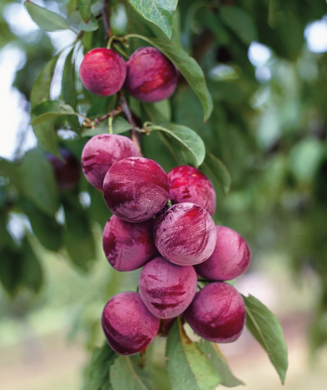 Japanese Plum Ozark Premier