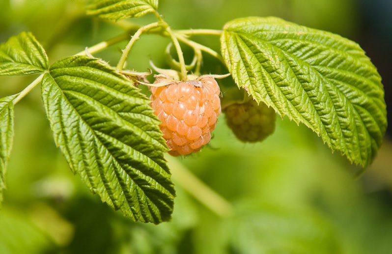 Raspberry, Red Raspberry, European Raspberry Kiwigold