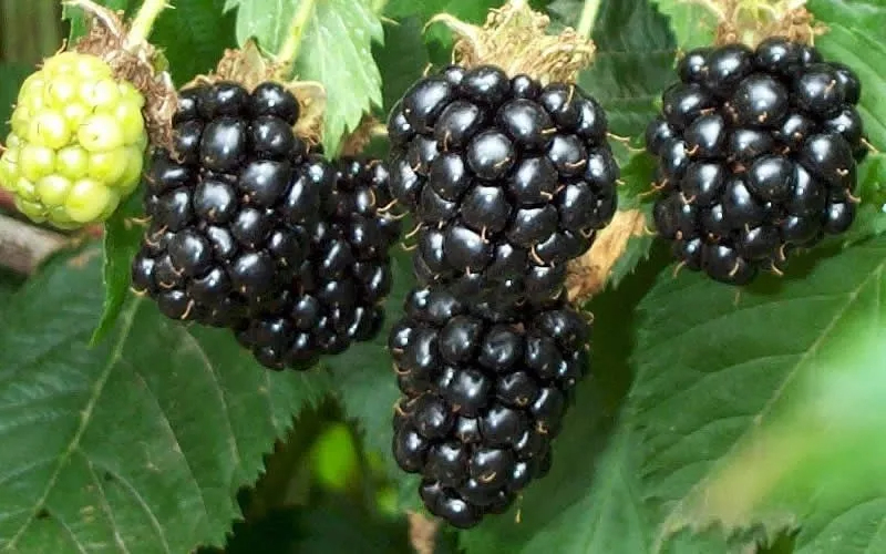 Primocane-Fruiting Blackberry Prime-Jim