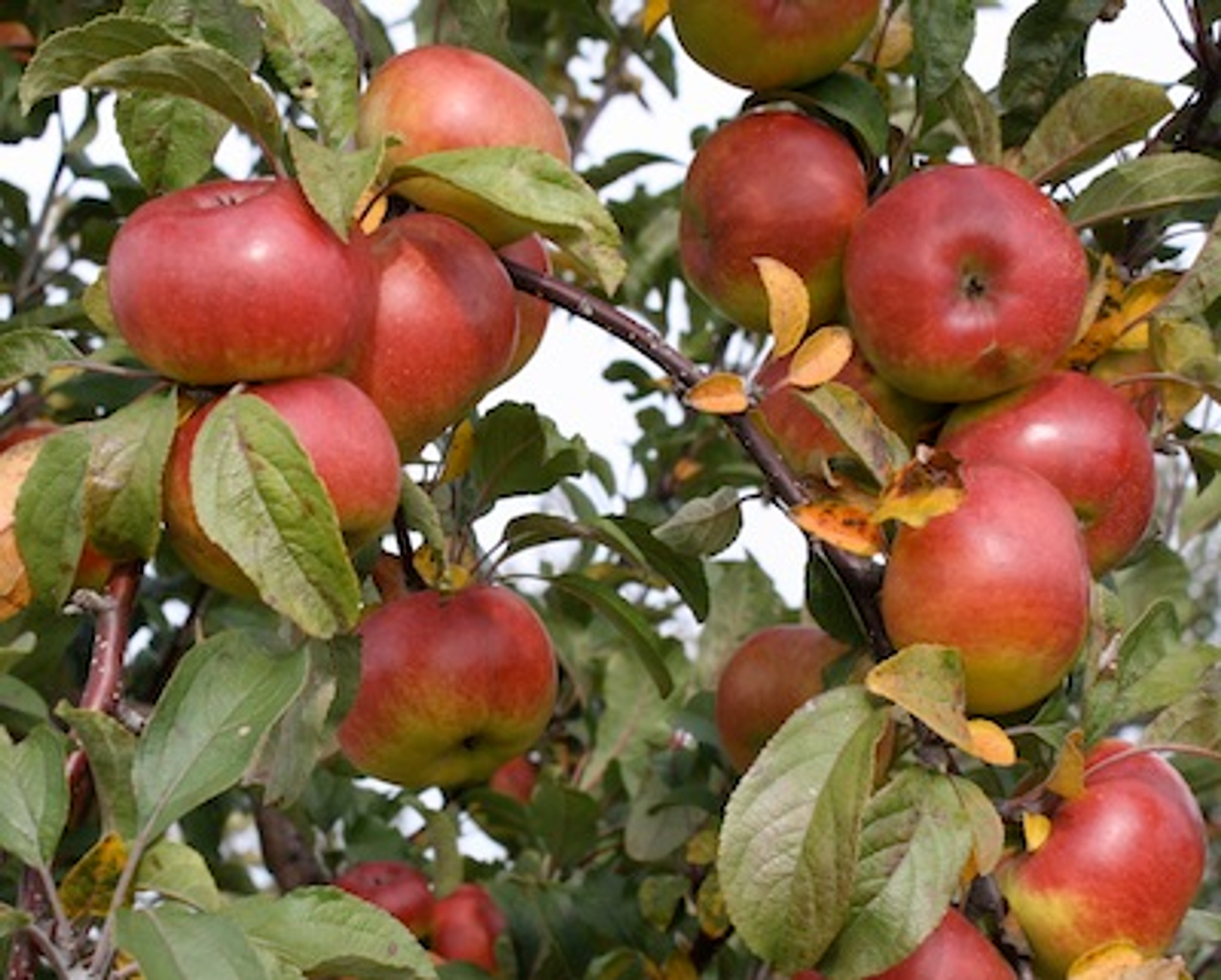 Apple Tropic Sweet