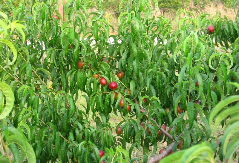 Nectarine Karla Rose