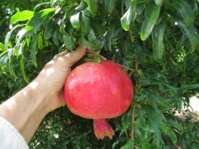 Pomegranate Christina