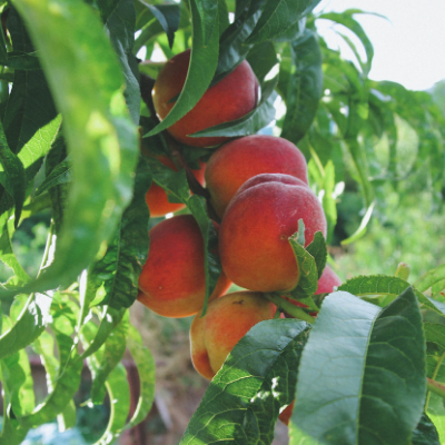 Peach Southern Pearl