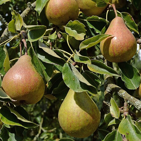 Common Pear, European Pear Summercrisp