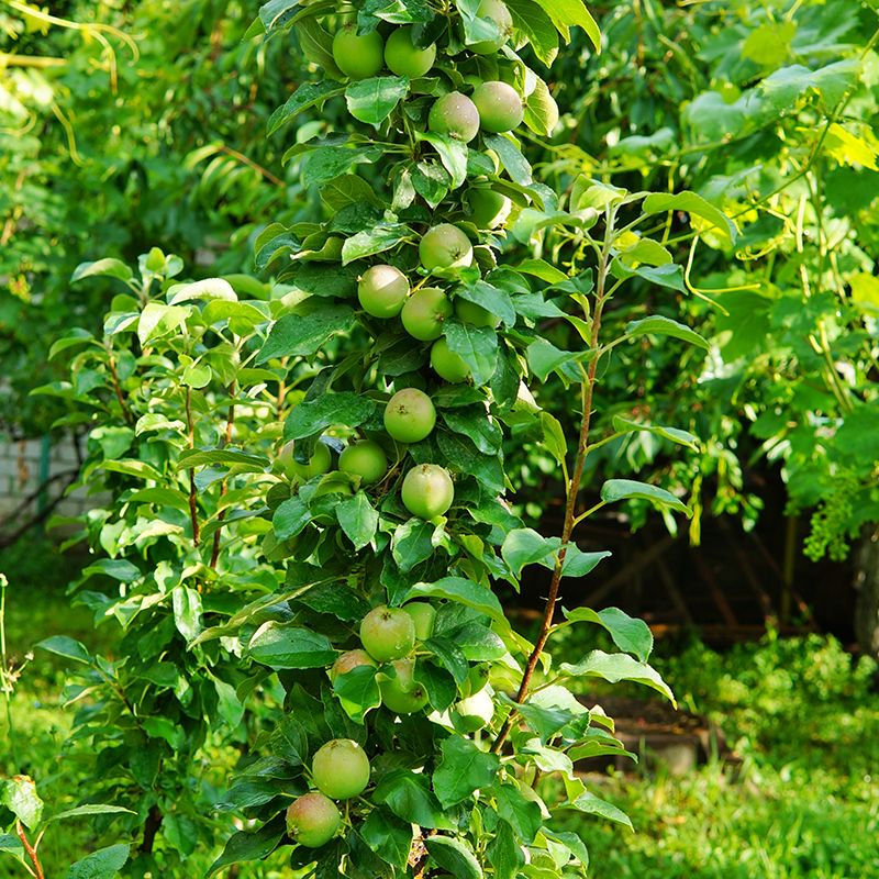 Apple Golden Sentinel