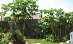 Papaya, Mamão 'Maridol'