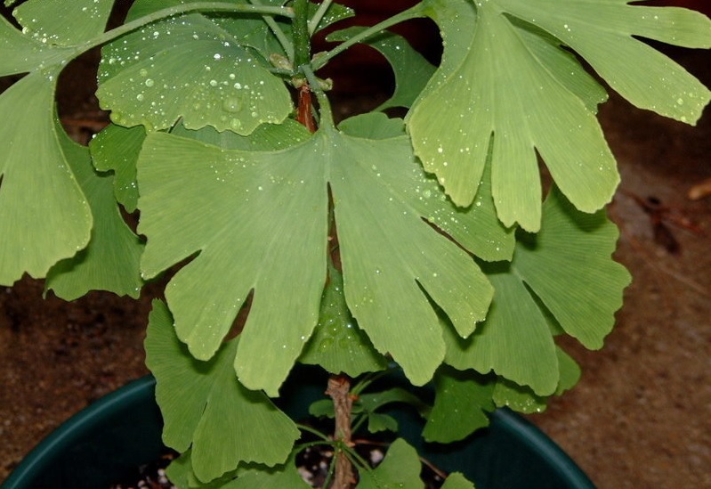 Ginkgo, Maidenhair Tree Bullwinkle