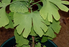 Ginkgo, Maidenhair Tree 'Bullwinkle'