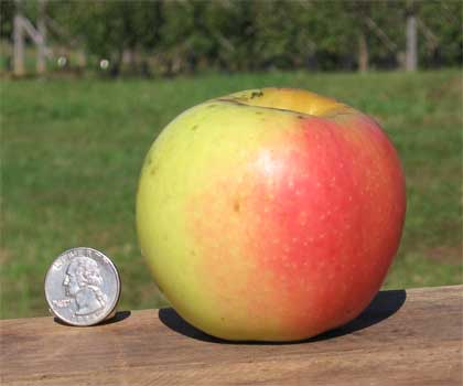 Apple Virginia Gold
