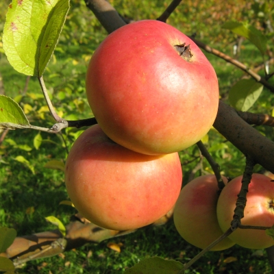 Apple Edelborsdorfer